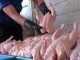توزيع گوشت مرغ منجمد در استان بوشهر +قیمت